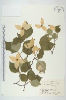四照花藏品圖，第1張