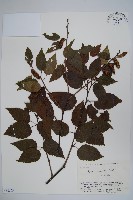 賽黑樺藏品圖，第1張