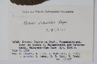 賽黑樺藏品圖，第2張