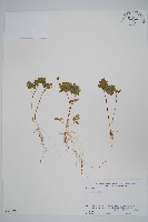 五福花藏品圖，第1張