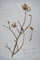 登錄號:S058581藏品圖，第1張