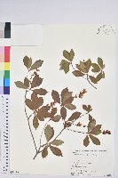 登錄號:S058587藏品圖，第1張