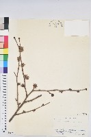 登錄號:S058595藏品圖，第1張