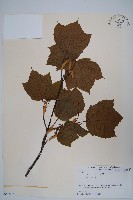 褐脈槭藏品圖，第1張