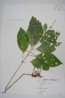 日本牛膝藏品圖，第1張