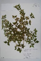 登錄號:S058601藏品圖，第1張