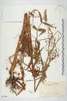 菟絲子藏品圖，第1張