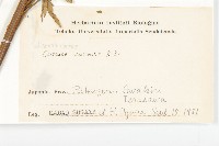 菟絲子藏品圖，第2張