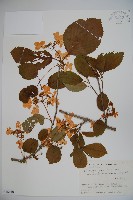 蝴蝶莢迷藏品圖，第1張