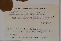 蝴蝶莢迷藏品圖，第2張