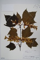 褐脈槭藏品圖，第1張