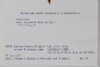 褐脈槭藏品圖，第2張