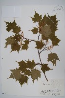 塔槭藏品圖，第1張