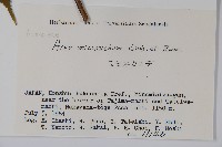 塔槭藏品圖，第2張