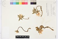 登錄號:S058621藏品圖，第1張