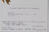 薇莓槭藏品圖，第2張