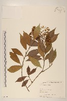 鼠麴草藏品圖，第1張