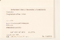 鼠麴草藏品圖，第2張