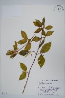 鵝耳櫪槭藏品圖，第1張