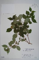 登錄號:S058632藏品圖，第1張