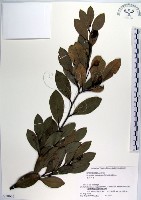 蚊母樹藏品圖，第1張