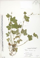 蛇莓、地莓、龍吐珠藏品圖，第1張