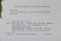 達爾色木槭藏品圖，第2張