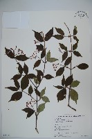 登錄號:S058653藏品圖，第1張