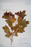 登錄號:S058654藏品圖，第1張