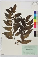 桶鉤藤藏品圖，第1張