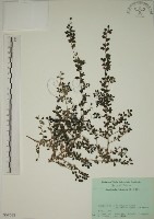小葉黃鱔藤藏品圖，第1張