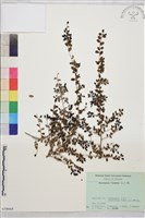 小葉黃鱔藤藏品圖，第2張