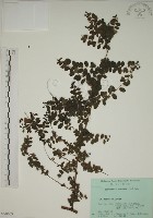 小葉黃鱔藤藏品圖，第1張