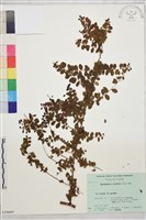 小葉黃鱔藤藏品圖，第2張