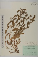 臺灣假黃鵪菜藏品圖，第1張