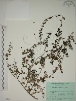 小葉黃鱔藤藏品圖，第1張