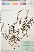 小葉黃鱔藤藏品圖，第2張