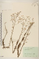 光莖飛蓬藏品圖，第1張