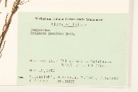 光莖飛蓬藏品圖，第2張