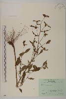 黃金珠藏品圖，第1張