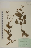 下田菊藏品圖，第1張