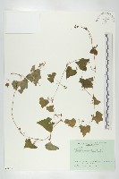 黑果馬交兒藏品圖，第1張