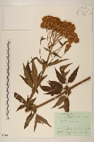 臺灣澤蘭藏品圖，第1張