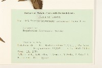 臺灣澤蘭藏品圖，第2張