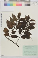 桶鉤藤藏品圖，第1張