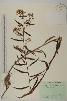 臺灣馬蘭藏品圖，第1張