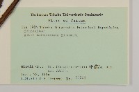 臺灣馬蘭藏品圖，第2張