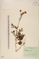 黃花三七草藏品圖，第1張