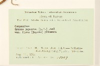 黃花三七草藏品圖，第2張