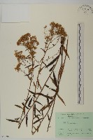 臺灣馬蘭藏品圖，第1張